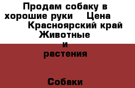 Продам собаку в хорошие руки  › Цена ­ 2 500 - Красноярский край Животные и растения » Собаки   